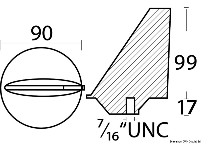 Anodo pinna Mercury poppieri 