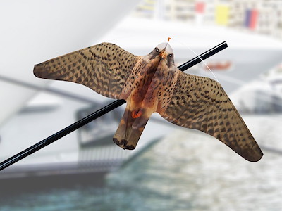 STOPGULL FALCON